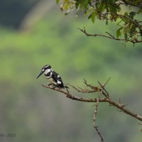 Ceryle rudis Linnaeus, 1758